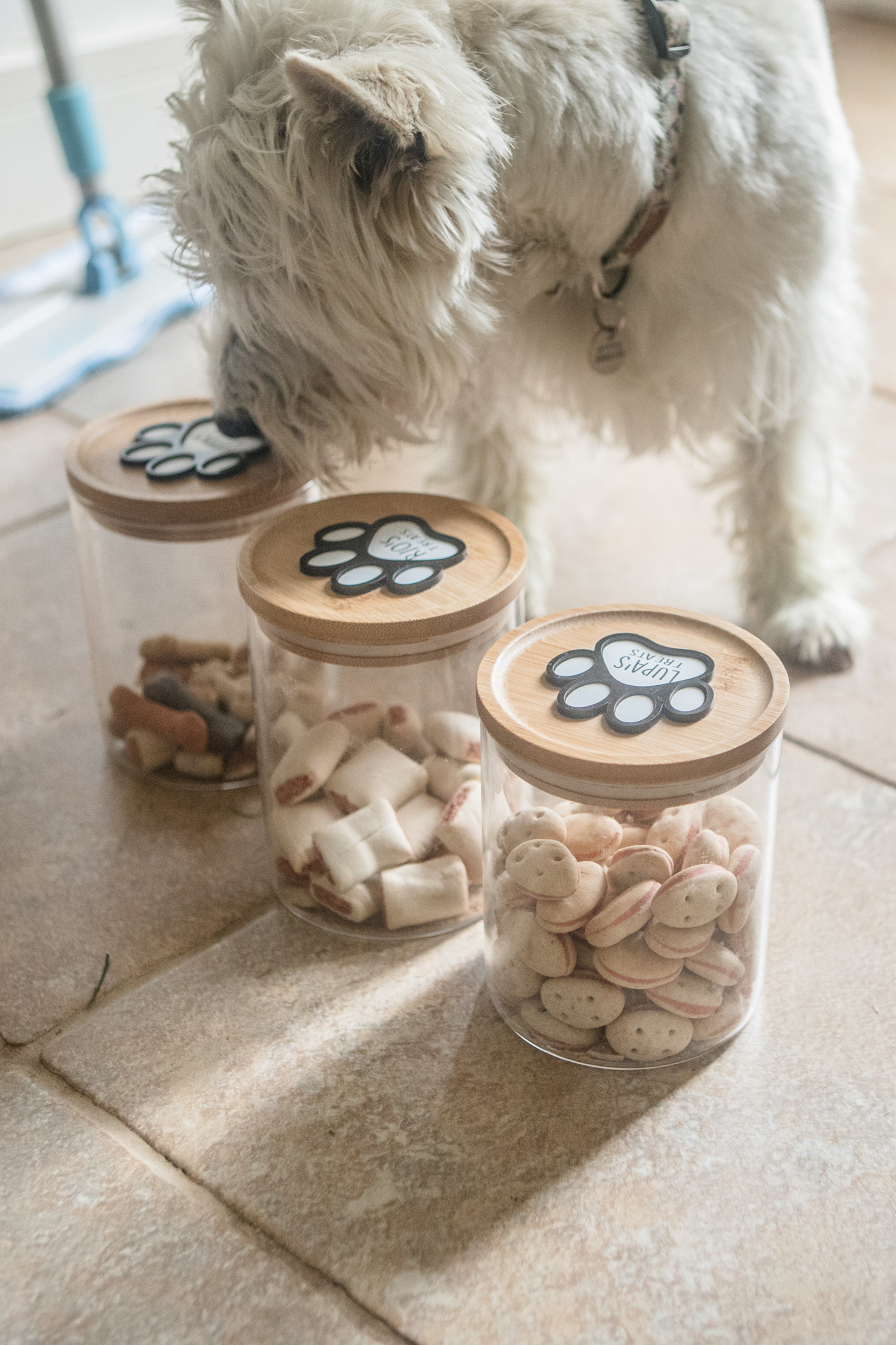 Prepare a full briefing on the pet care and feeding
